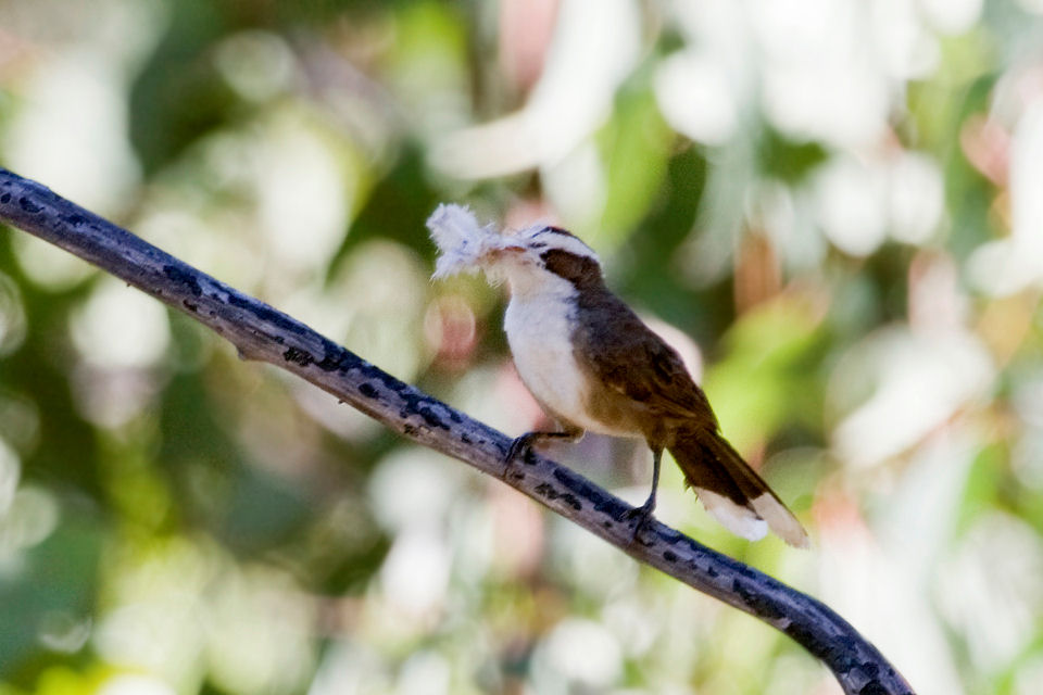 White-browed Babbler (Pomatostomus superciliosus)